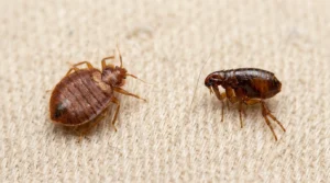 flea or bedbug